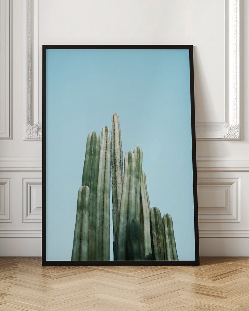 Cacti Poster